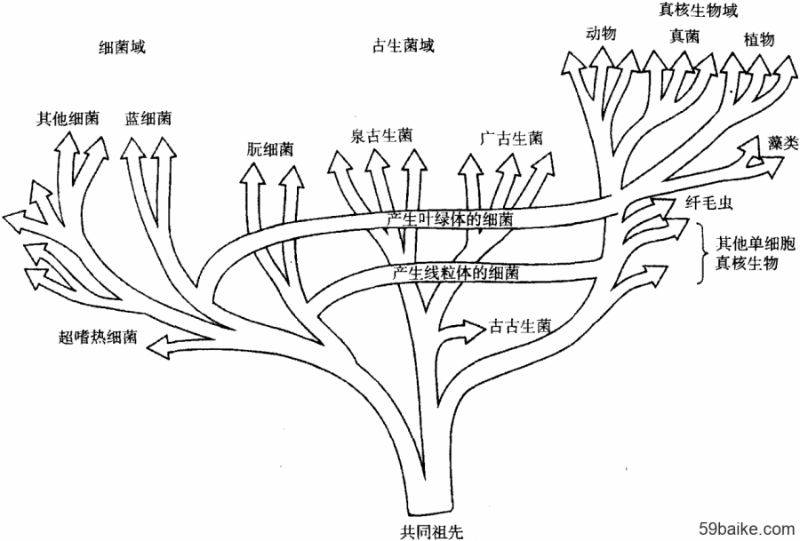 【科普小課堂】生命三域?qū)W說(shuō)的誕生